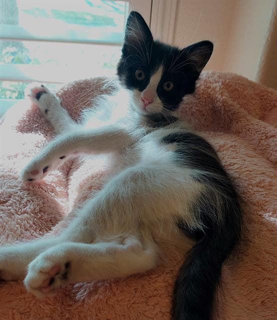 Dewey - Domestic Short Hair