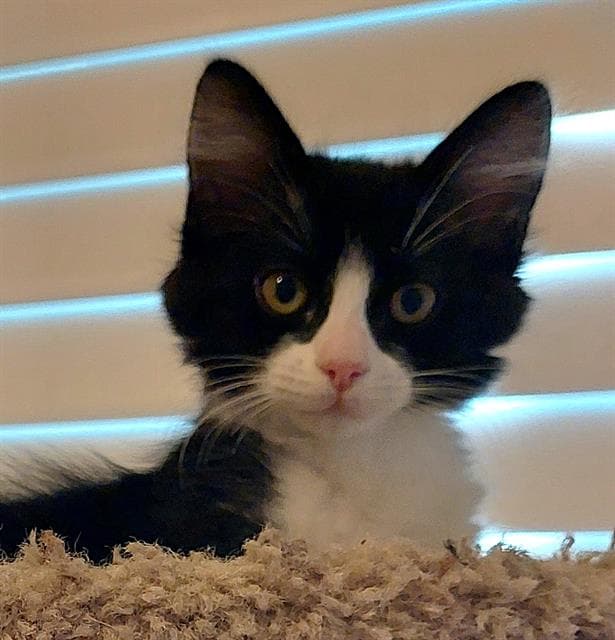Paige - Domestic Short Hair