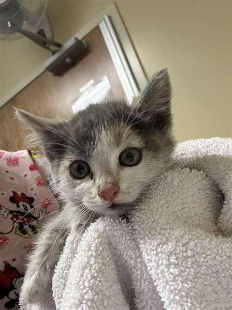 Unknown - Domestic Short Hair