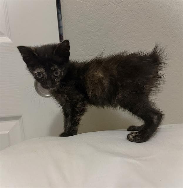 Bambi - Domestic Short Hair