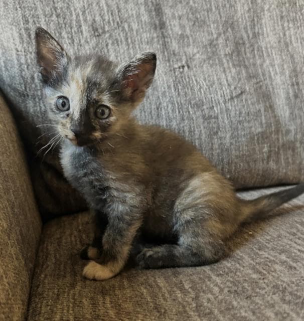 Princess - Domestic Short Hair