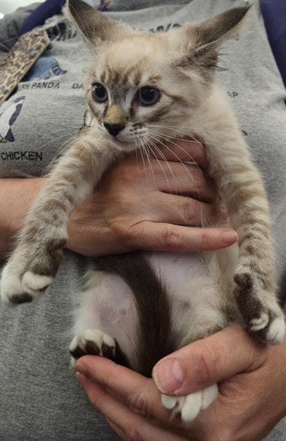 Olive - Domestic Short Hair
