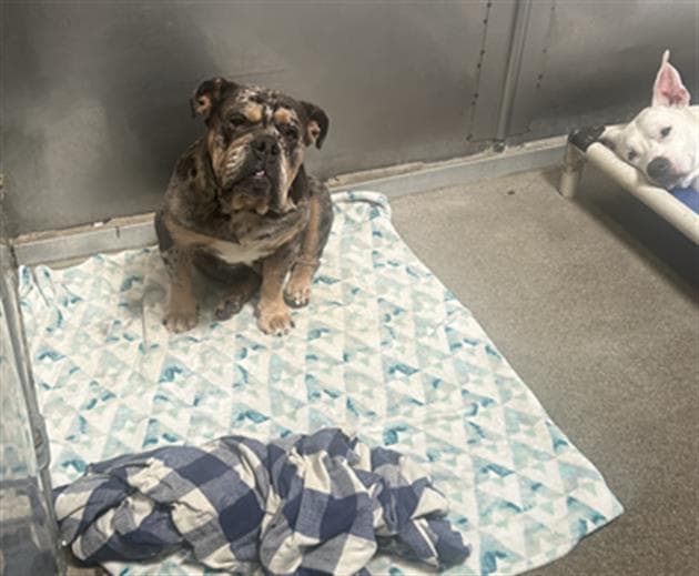 Cookie - English Bulldog