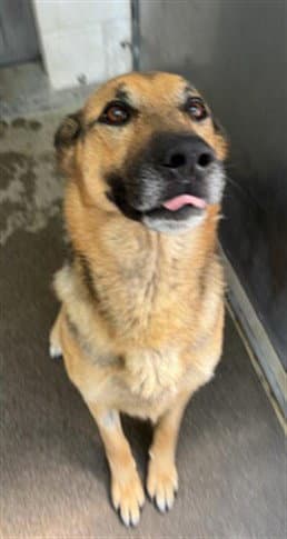 Axel - German Shepherd Dog