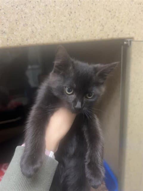 Jericha - Domestic Short Hair