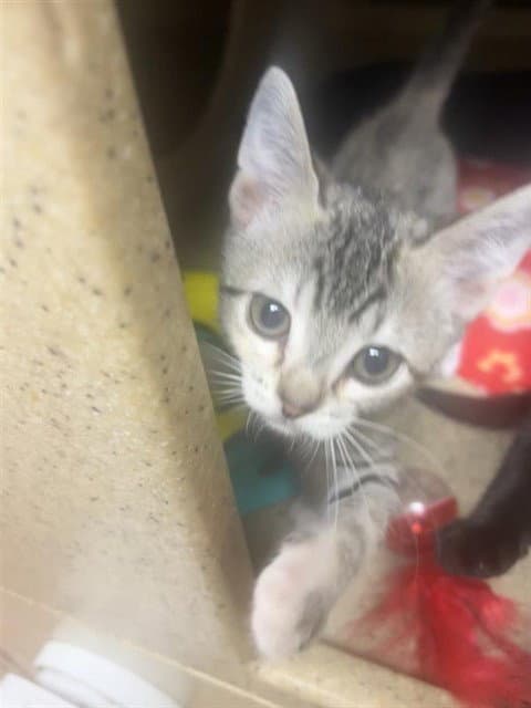 Angelica - Domestic Short Hair