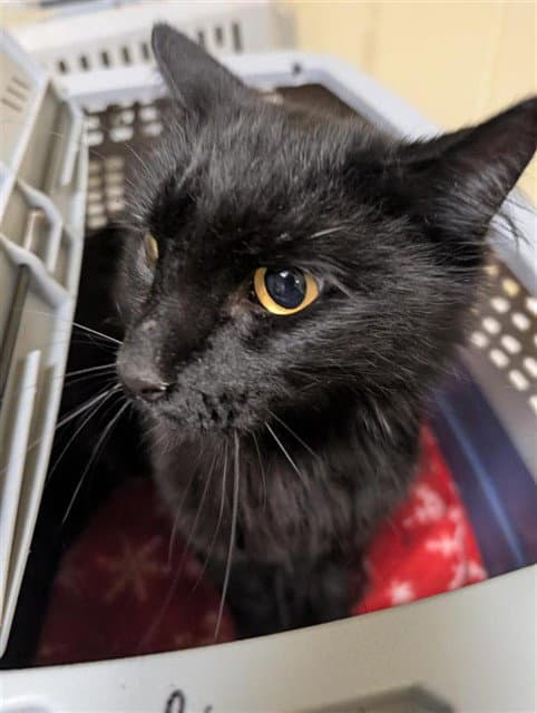 Lunar Sky - Domestic Short Hair