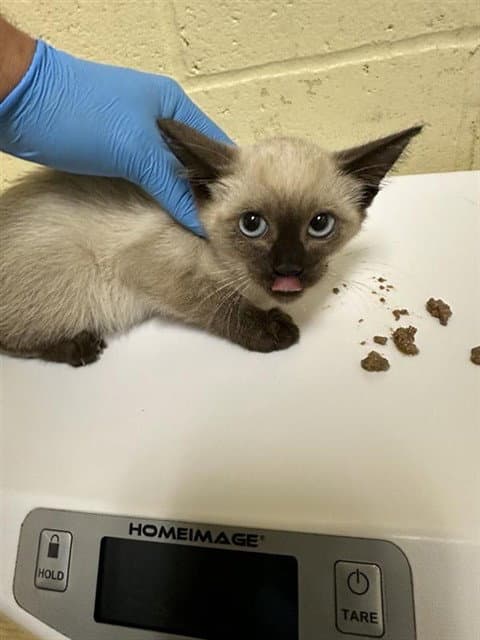 Unknown - Siamese