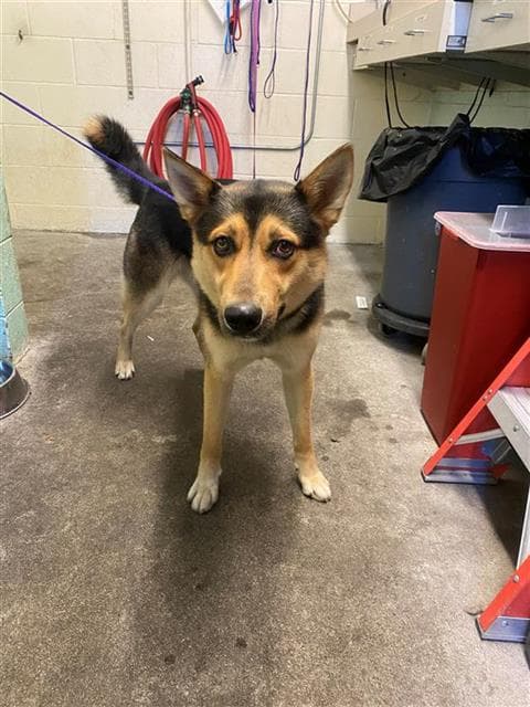 Anakin - German Shepherd Dog