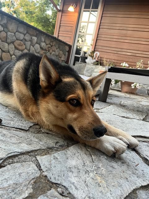Anakin - German Shepherd Dog