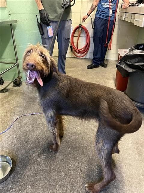 Millie Doggie Brown - German Wirehaired Pointer