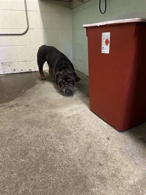 Unknown - English Bulldog