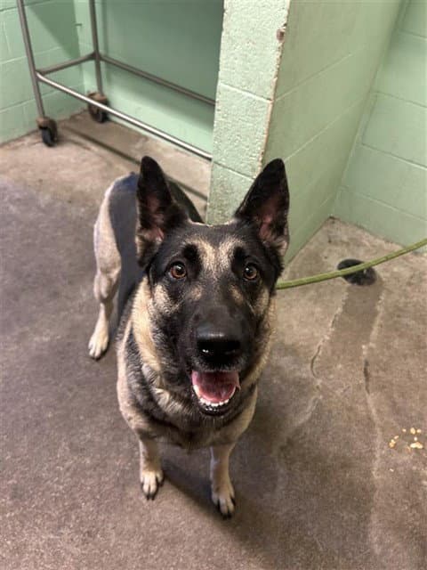 Unknown - German Shepherd Dog
