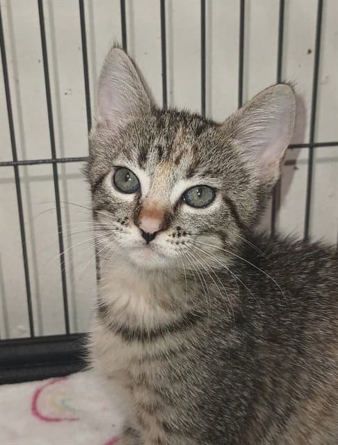 Poppy - Domestic Short Hair