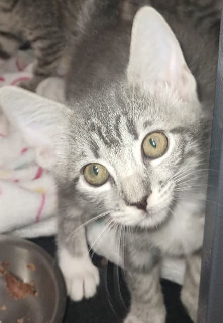 Violet - Domestic Short Hair