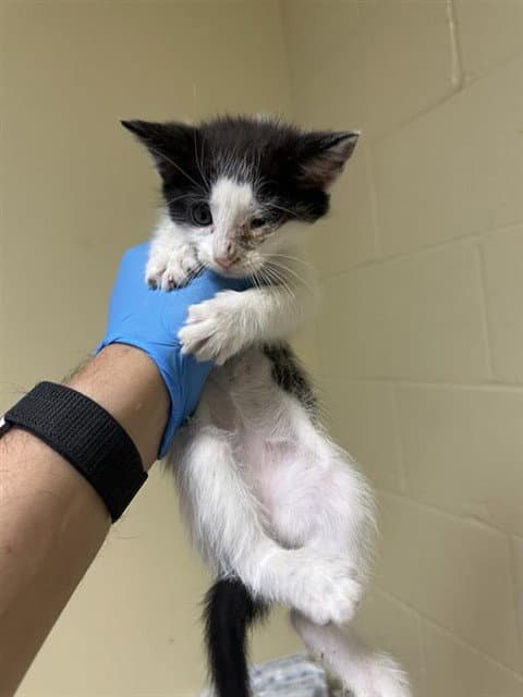 Joe - Domestic Short Hair