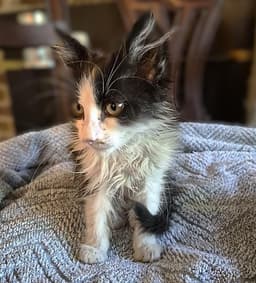 Sylvester image 1