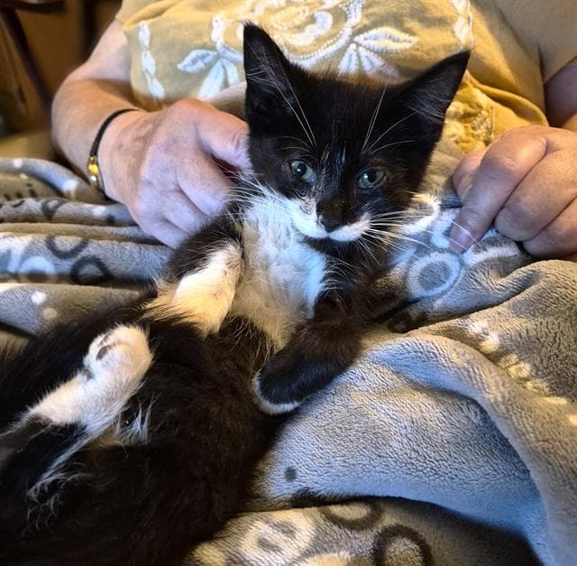 Sweetie Pie - Domestic Short Hair