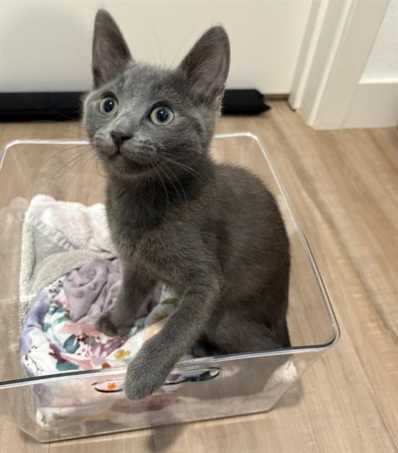Ash - Domestic Short Hair