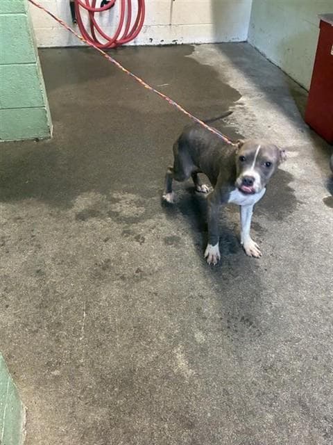 Roko Taco - Pit Bull Terrier