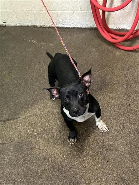 Frenchie Montana - Pit Bull Terrier