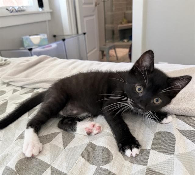 Link - Domestic Short Hair