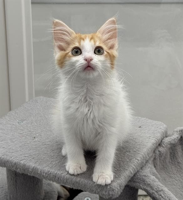 Waffles - Domestic Short Hair