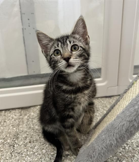 Verde - Domestic Short Hair