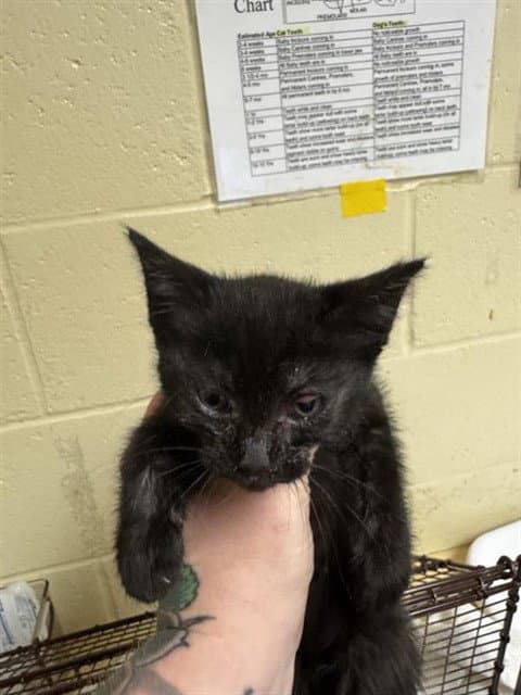 Unknown - Domestic Short Hair