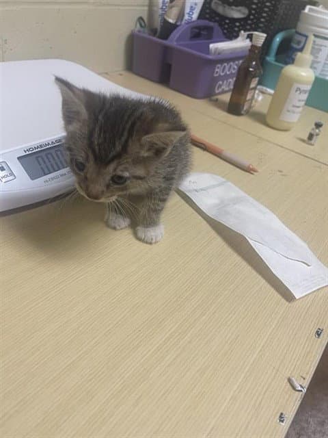 Unknown - Domestic Short Hair