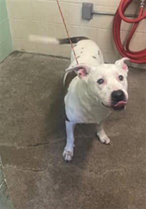Lil Meechie - Pit Bull Terrier