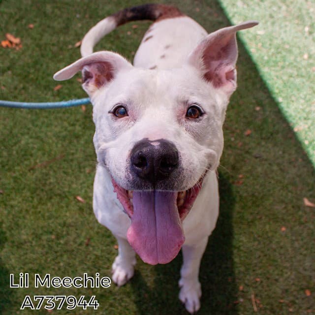 Lil Meechie - Pit Bull Terrier
