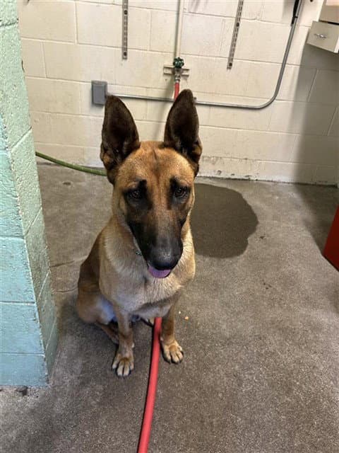 Goose - German Shepherd Dog