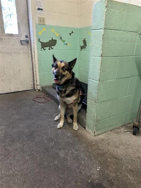 Queenie - German Shepherd Dog