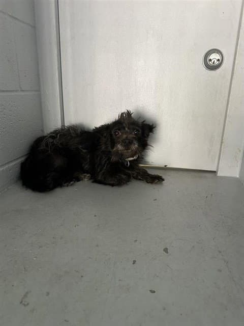 Chiquita - Terrier