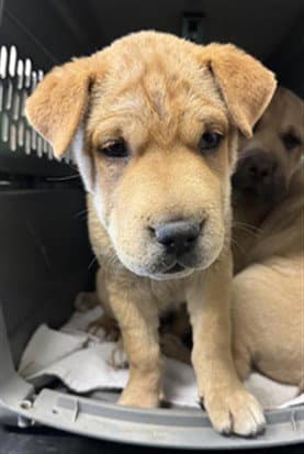 Unknown - Chinese Shar-Pei