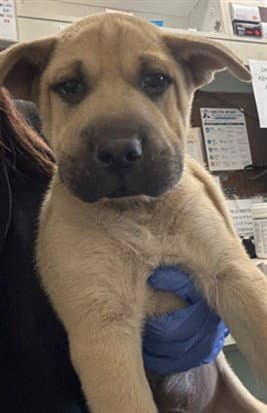 Unknown - Chinese Shar-Pei