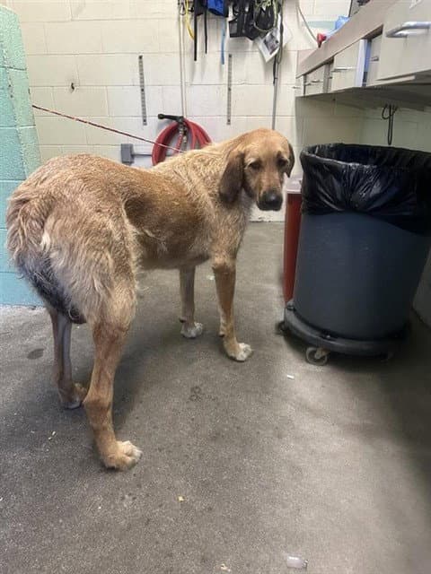Kim K - Hound