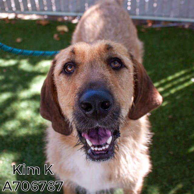 Kim K - Anatolian Shepherd