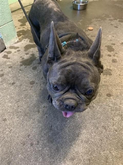 Unknown - French Bulldog