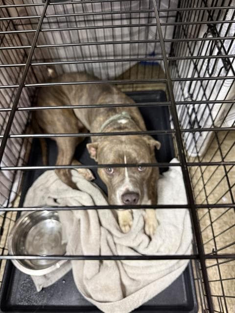 Unknown - Pit Bull Terrier