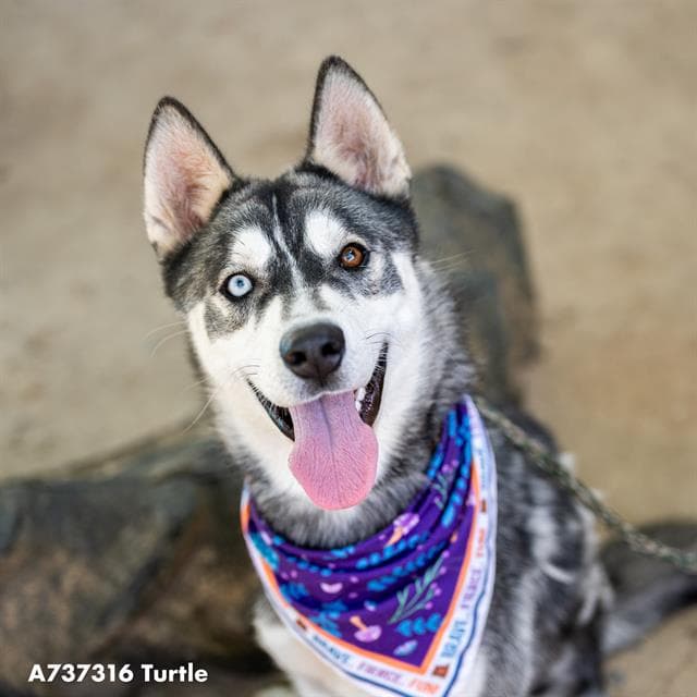Turtle - Siberian Husky