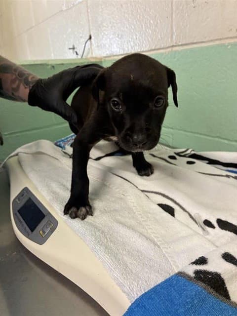 Harlow - Pit Bull Terrier