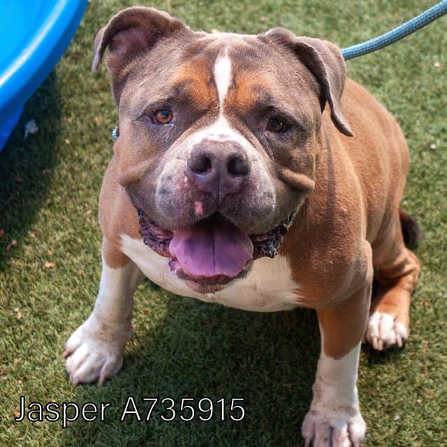 Jasper - American Bulldog
