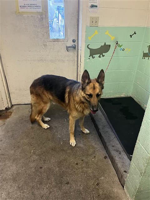 Wesker - German Shepherd Dog