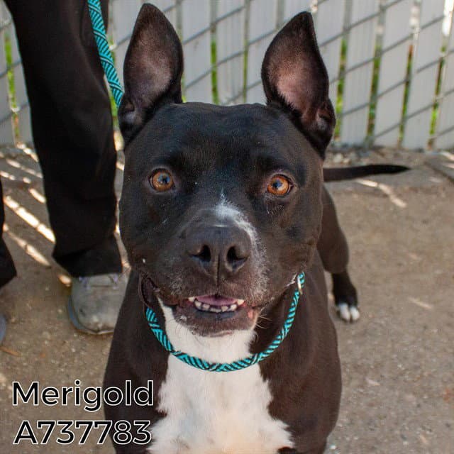 Merigold - Pit Bull Terrier