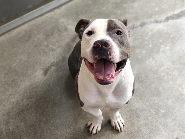 Shortie - Pit Bull Terrier