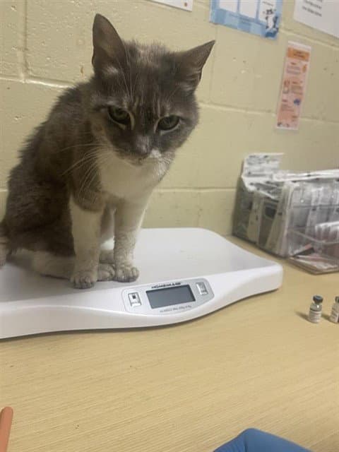 Dewey Decimal - Domestic Short Hair