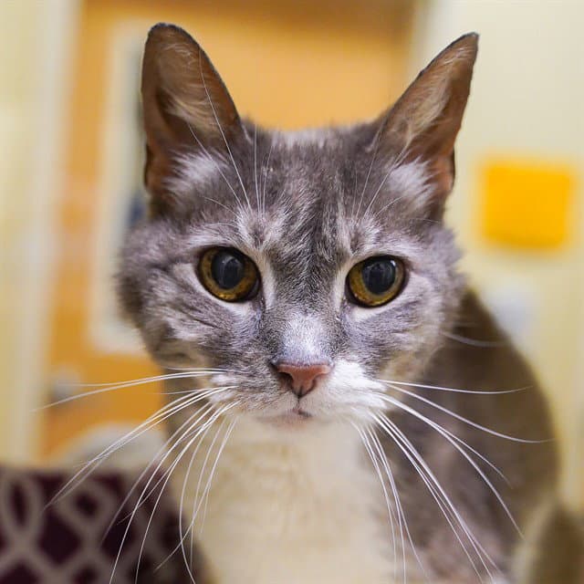 Dewey Decimal - Domestic Short Hair
