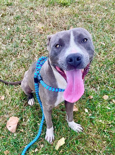 Mariah Hairy - Pit Bull Terrier